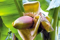 Hoa chuối chữa mất ngủ