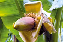 Hoa chuối chữa mất ngủ