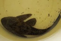 Có ăn được cá dọn bể?