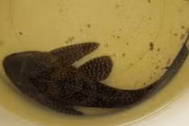 Có ăn được cá dọn bể?