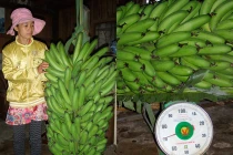 “Mục kích” chuối Bảo Đại to, nặng hơn người