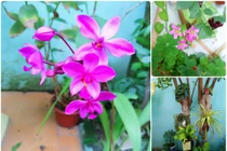 Vườn rau, hoa nhiều màu sắc mê hoặc của mẹ 8X ở Vĩnh Phúc