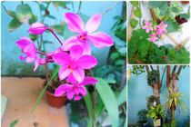 Vườn rau, hoa nhiều màu sắc mê hoặc của mẹ 8X ở Vĩnh Phúc