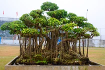 Cây sanh cổ quái siêu độc của đại gia Hà Thành