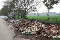 Kinh hoàng con đường xương cốt trâu, bò