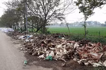 Kinh hoàng con đường xương cốt trâu, bò