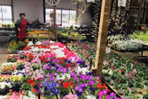 Mê mẩn thiên đường hoa tiền tỷ của doanh nhân gốc Việt Ngô Hùng Lâm