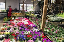 Mê mẩn thiên đường hoa tiền tỷ của doanh nhân gốc Việt Ngô Hùng Lâm