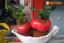 Bonsai củ cải lên đời cây cảnh dịp Tết 2018