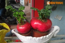 Bonsai củ cải lên đời cây cảnh dịp Tết 2018