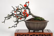 Chán đào “khủng”, dân Hà Thành săn lùng đào bonsai 2 gang tay