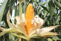 Ảnh: Tận mắt ruộng ngô biến đổi gen đẹp như tranh ở An Giang