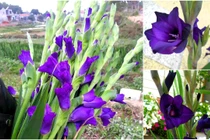 Chị em "sốt xình xịch" lùng mua lay ơn tím độc lạ chơi sau Tết