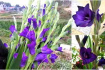 Chị em "sốt xình xịch" lùng mua lay ơn tím độc lạ chơi sau Tết