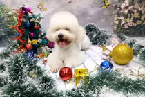 Đột nhập những khách sạn chó mèo siêu sang ở Việt Nam