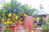 Độc dị bưởi cảnh trong chum vẫn sai trĩu trịt quả