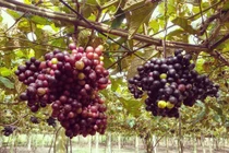 Mướt mắt vườn nho miễn phí độc nhất vô nhị ở Ninh Thuận 