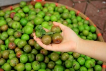 Mận đầu mùa giá "chát" 150.000 đồng/kg hút hồn bà nội trợ