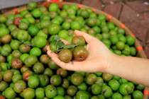 Mận đầu mùa giá "chát" 150.000 đồng/kg hút hồn bà nội trợ