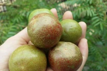 Giá mận đầu mùa 220.000 đồng/kg, chị em vẫn đua nhau mua