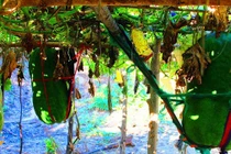 Vùng đất "lạ" trồng được loại bí gần 100kg/quả