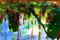 Vùng đất "lạ" trồng được loại bí gần 100kg/quả