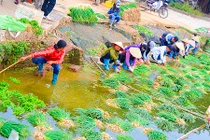 Làng rau Văn Giang - Hưng Yên hối hả vào vụ Tết