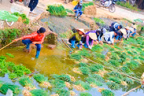 Làng rau Văn Giang - Hưng Yên hối hả vào vụ Tết
