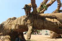 Cây "siêu khủng" trót lọt qua nhiều tỉnh thành là bất thường