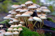 Thuốc lá điện tử làm tăng nguy cơ mắc bệnh nan y và bệnh tim