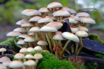 Thuốc lá điện tử làm tăng nguy cơ mắc bệnh nan y và bệnh tim