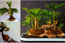 Chiêm ngưỡng những chậu dừa bonsai "không thể dị hơn"