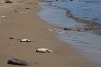 Thiếu oxy, cá chết trắng sông ở Đà Nẵng