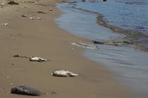 Thiếu oxy, cá chết trắng sông ở Đà Nẵng