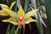 Chi 100 triệu thuê hoa lan xanh ngọc huyền thoại chơi Tết