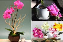 Ngắm hoa lan bonsai mini siêu đẹp trang trí nhà dịp Tết 