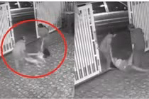 Kinh hoàng bố mẹ xách tay chân, kéo lê con gái ở Bà Rịa-Vũng Tàu