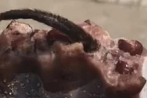 Video: Sốc khi cắn que kem thấy xác con vật lông lá bẩn thỉu