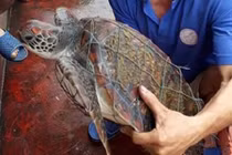 Phát hiện rùa biển quý hiếm dính lưới, trên mai có nhiều “hoa văn” lạ