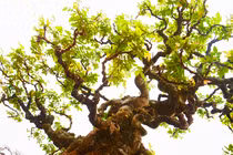 Chiêm ngưỡng cây khế cổ trên 200 tuổi trả 6 tỷ không bán