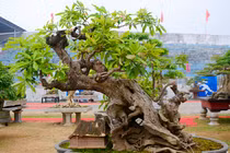 Chiêm ngưỡng cây lộc vừng cổ dáng siêu huyền bí