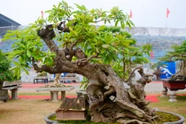 Chiêm ngưỡng cây lộc vừng cổ dáng siêu huyền bí