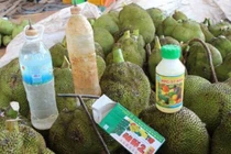 Giá mít tăng đột biến, xuất hiện clip nhúng chín mít bằng thuốc độc