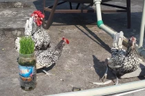 Chủ nuôi tiết lộ sự thật về gà vảy cá “mỹ kê” giá 5 triệu đ/con