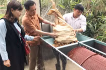 Cú điện thoại “lạ” giải cứu 70 tấn nghệ đỏ cho đồng bào Mông, Thái