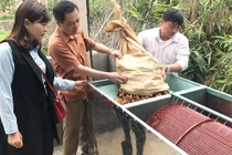 Cú điện thoại “lạ” giải cứu 70 tấn nghệ đỏ cho đồng bào Mông, Thái