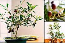 Bonsai ô liu giá bạc triệu gây “sốt” thị trường cây cảnh Tết