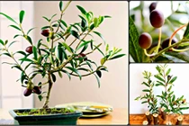 Bonsai ô liu giá bạc triệu gây “sốt” thị trường cây cảnh Tết