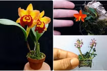 Dân Hà thành phát sốt với bonsai phong lan nhỏ như ngón tay