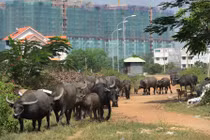 "Hồ sơ" công ty Res 10 "dính" sai phạm tại KDC Bắc Rạch Chiếc